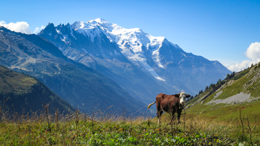 The Alps!